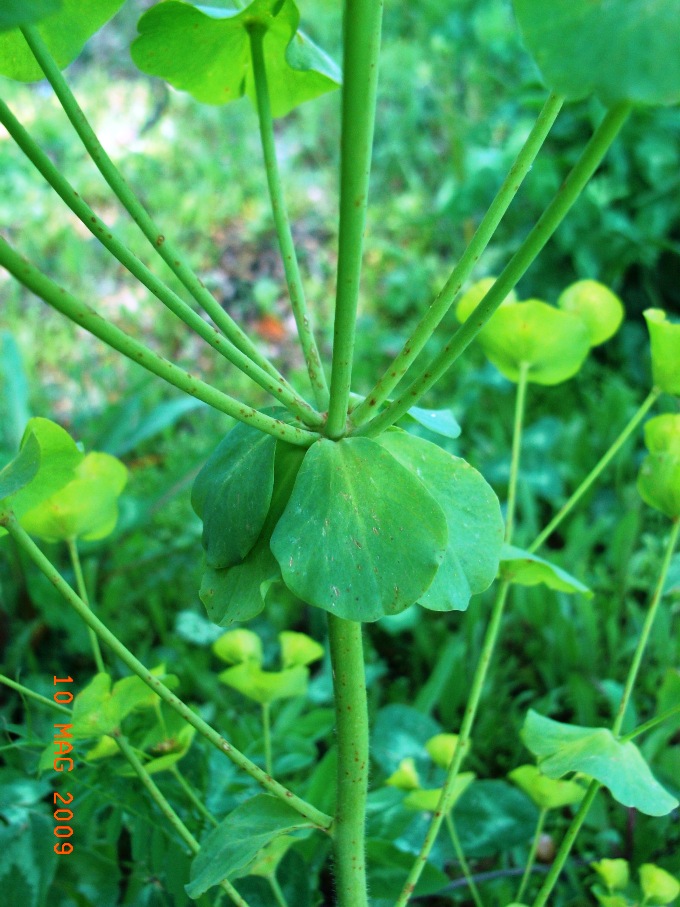 Euphorbia amygdaloides